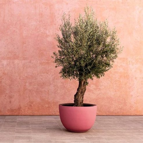 IDClose Up: IDC HOME